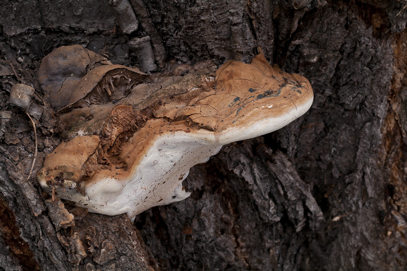 Ganoderma adspersum